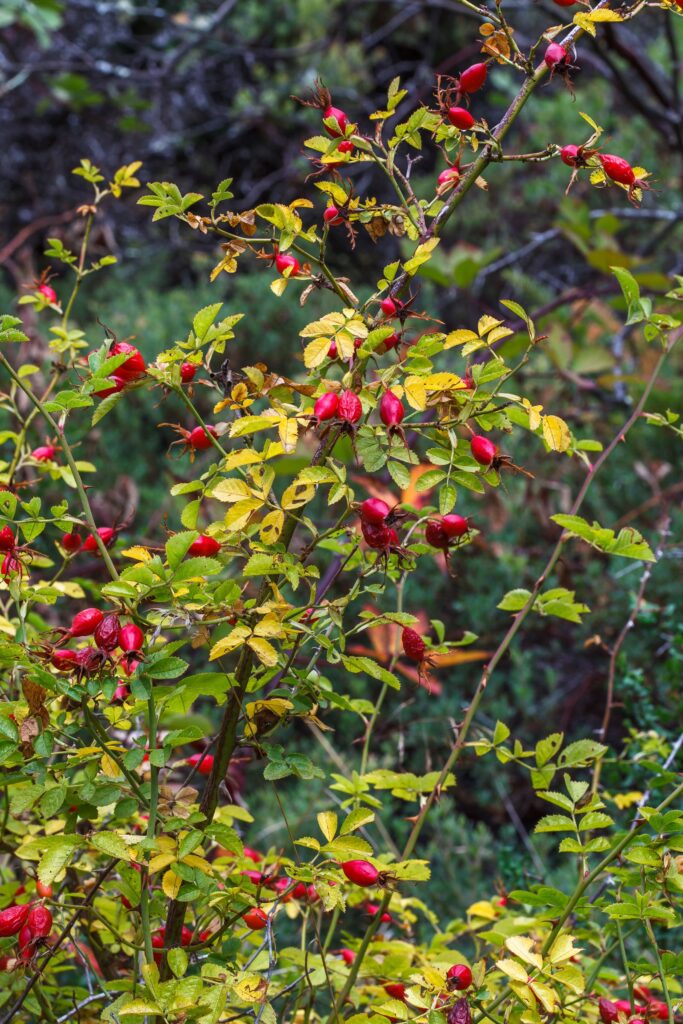 A shrub with small, scattered yellow-green leaves and deep, vibrant red bulbous flowers