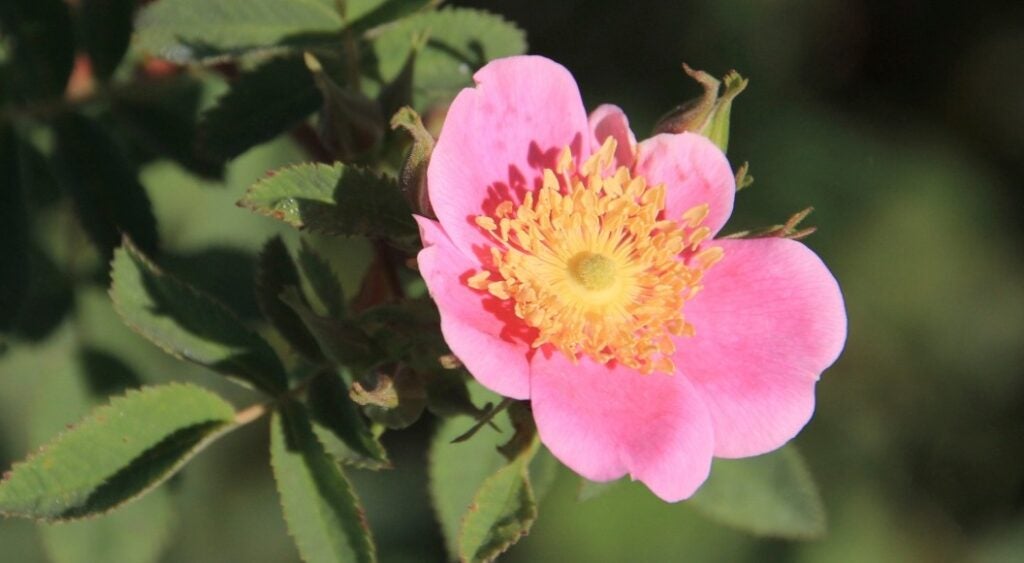 Close up of a pink wild rose flower with yellow center, amidst green foliage.