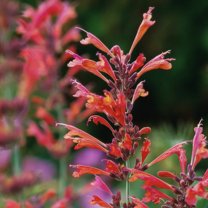 sweet smelling Agastache flowers come in many colors this one is magenta red and yellow