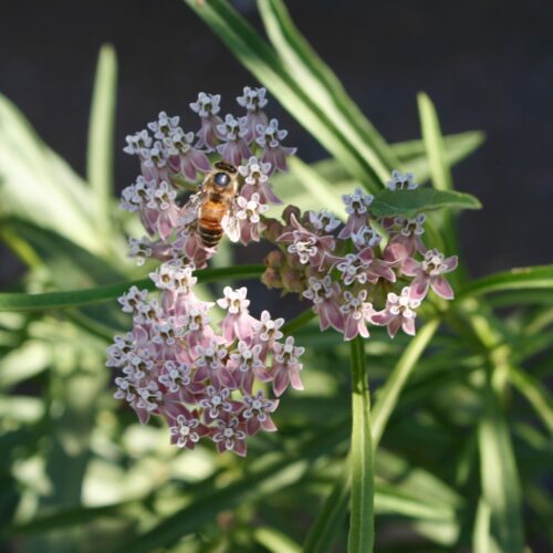 Asclepias fascicularis white and pink flower