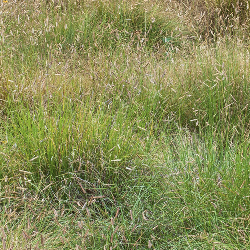 blue grama grass