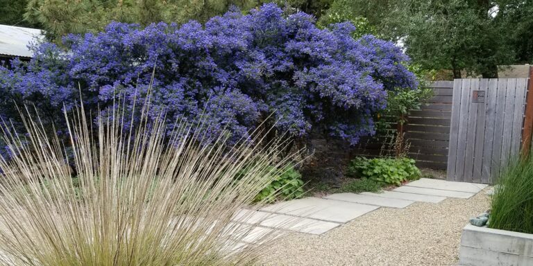 Water-wise landscape with deergrass and ceanothus, decomposed granite, and paver pathway.