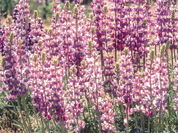 Water Smart Plant Picker - image of lupine