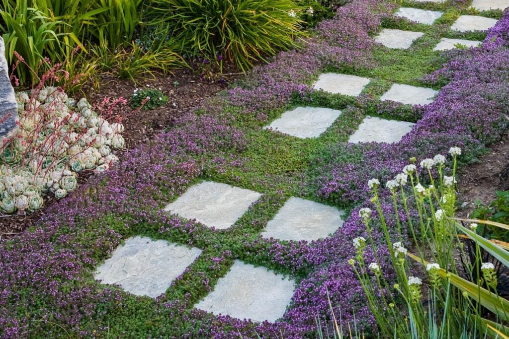Creeping thyme covers the ground surrounding a pathway of pavers. Purple flowers bloom on the edges while the center is green