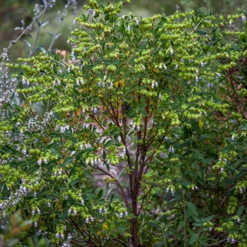 A shrub with brown-red stems and green foliage