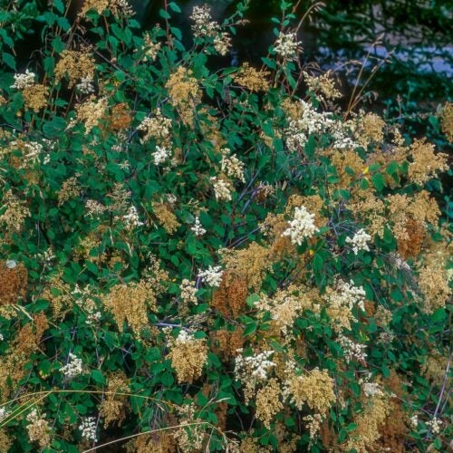 A dark green shrub with clusters of tiny white flowers with long stamens.