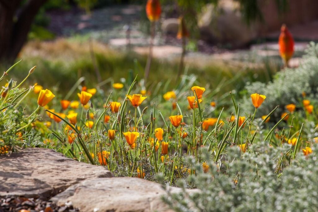 Medium-sized orange flowers with blue green, fine leaves.