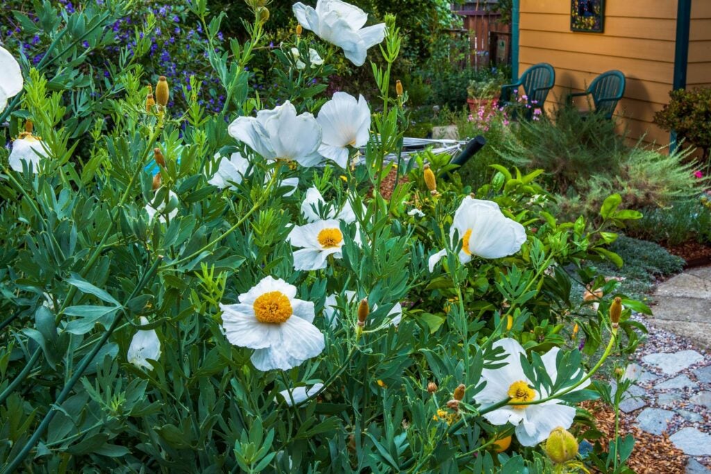 A shrub with vibrant green leaves and large, crinkled flowers with white flowers and yellow, spherical group of stamens.