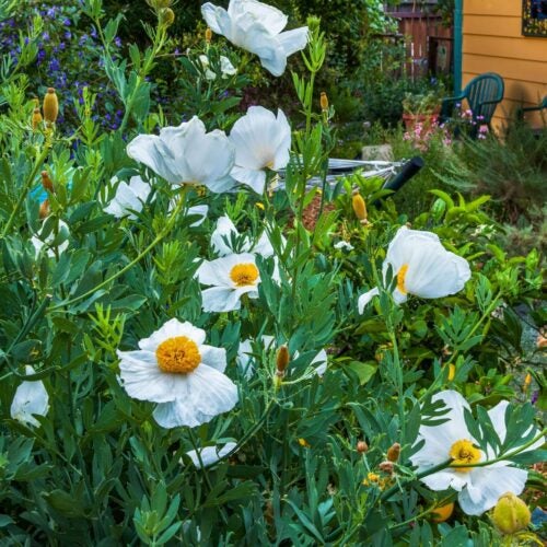 A shrub with vibrant green leaves and large, crinkled flowers with white flowers and yellow, spherical group of stamens.