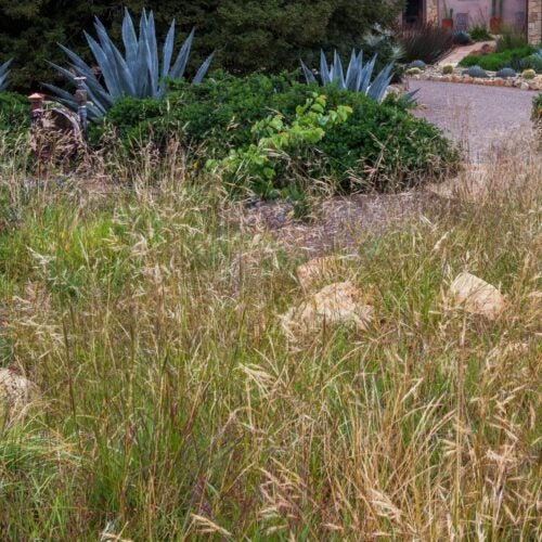 Grass with long, tall stems with thin leaves and purple seeds atop each stem.