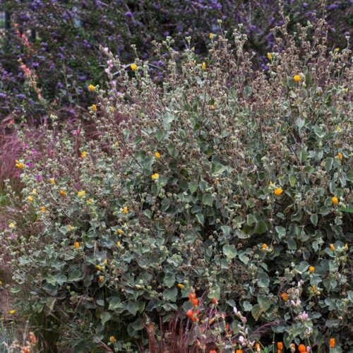 A shrub with gray-green, fuzzy, heart-shaped leaves and upright stems topped with one or two medium sized orange flowers each.