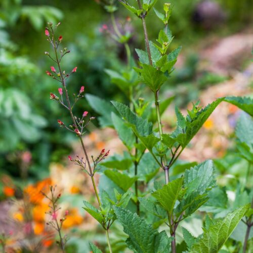 Wedge-shaped green leaves surround an upright stem with tiny red flowers atop it.