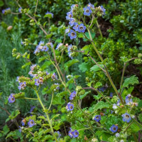 Gray green leaves along upright, brown and green stems with tiny blue-lavender flower clusters on top of each.