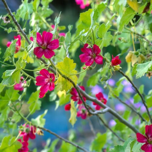 A shrub with maple-shaped green leaves and showy, bright pink flowers.