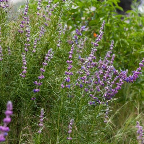 A stem with slender green leaves and blue-purple raceme flowers at the tip of each stem