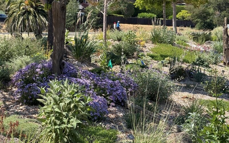 Landscape with a winding path and a tree with purple flowers surrounding the ground near it