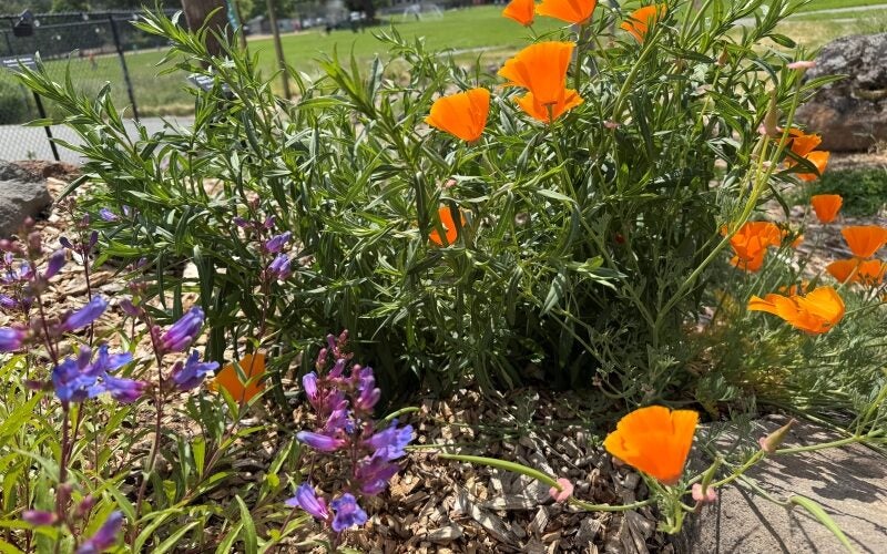 Bright orange California poppies