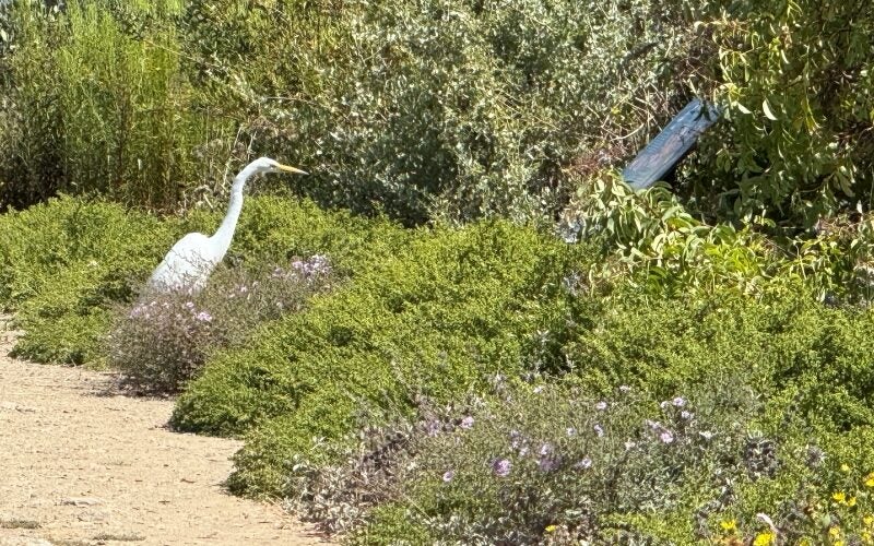An egret stands in native shrubs