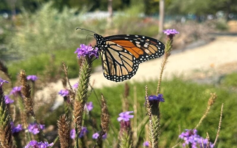A monarch butterfly rests atop a flower