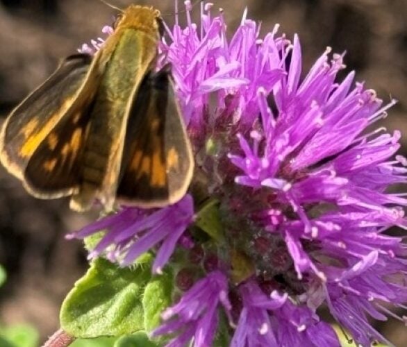 A moth sits atop a purple flower