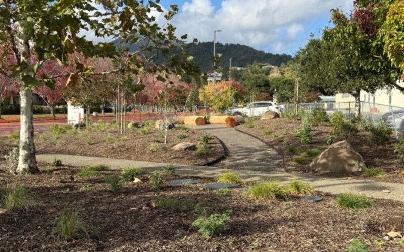 A pathway is lined with small, growing native shrubs and trees