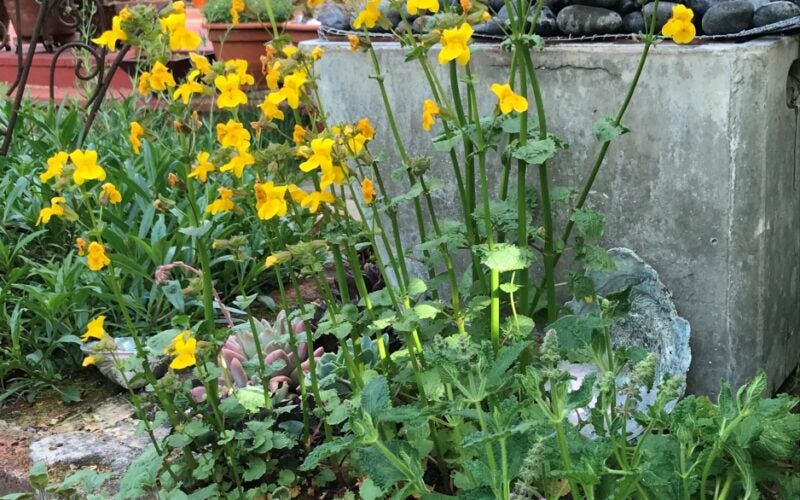 a yellow blooming plant with a bubbling fountain behind it