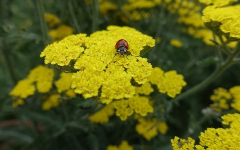A yellow flower cluster with a ladybug sitting on it