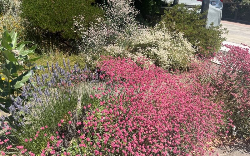 Many blooming shrubs of purple, pink, yellow, and white