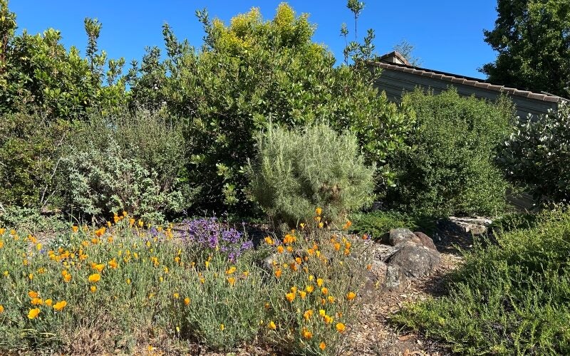 The front corner of the home has Caliofrnia poppies and large native shrubs