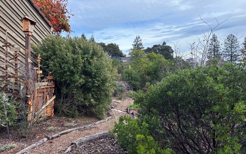 The walkway to the front of the house between shrubs