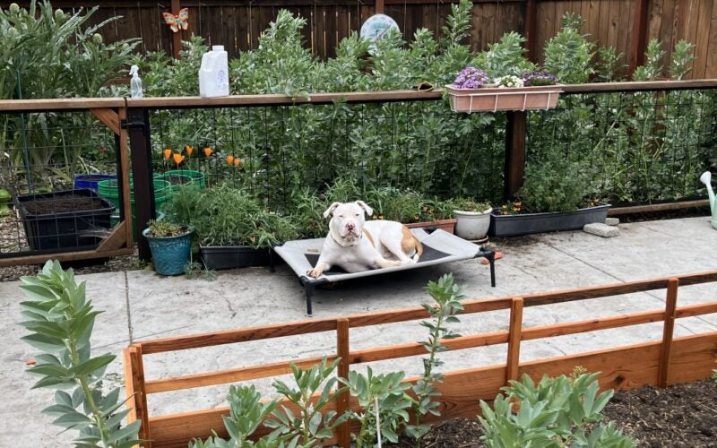 A dog rests in a backyard paradise with railings separating tall native plants from the walkway
