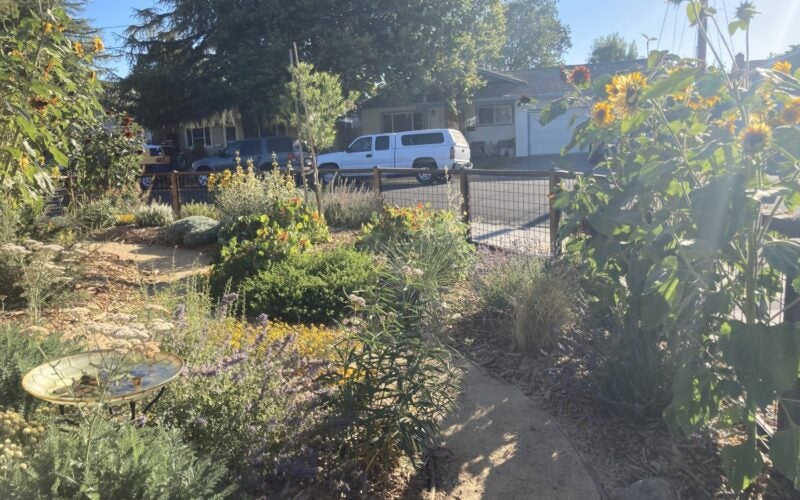 Native plants line the walkway of the front yard