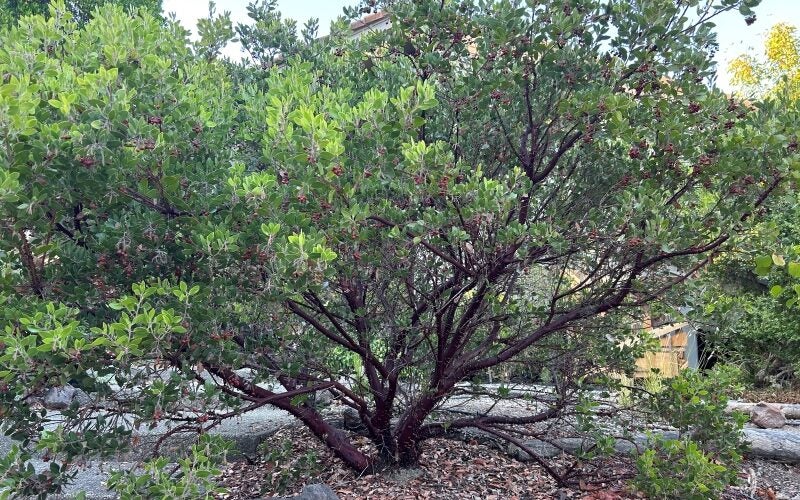 A manzanita tree