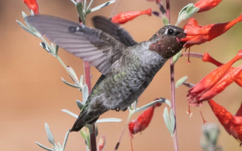 A hummingbird sips nectar from a California fuchsia flower