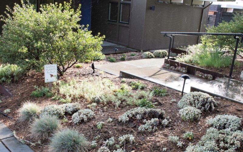 Small shrubs with space to grow line a walkway. A sign reads 