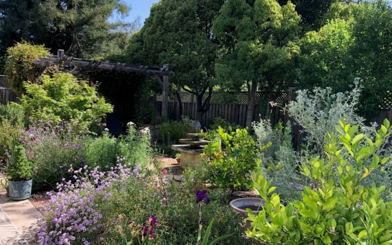 A backyard is filled with lush, green plants surrounding a small fountain