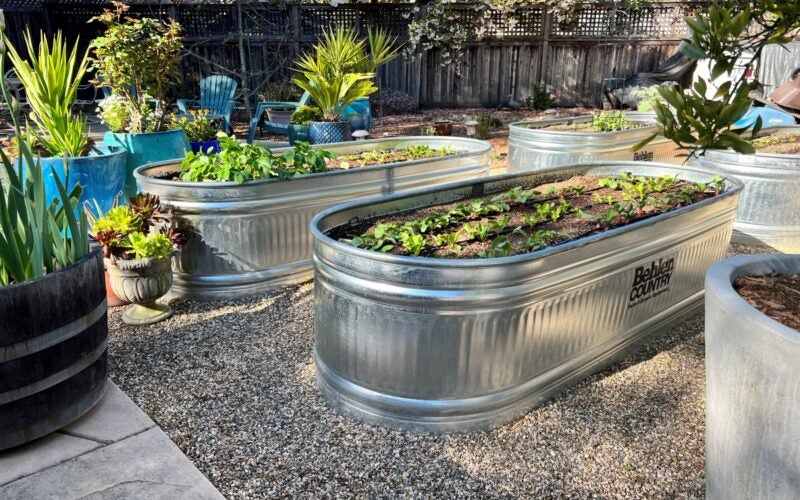 Raised planter beds house an edible garden