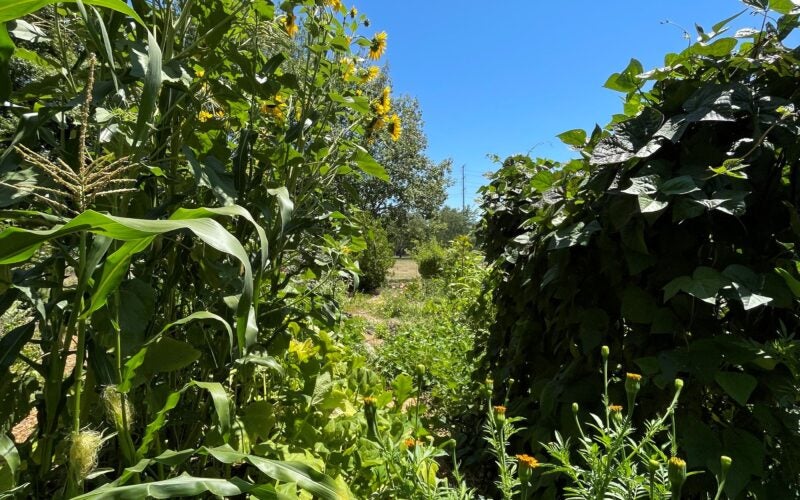 Sunflowers against a blue sky