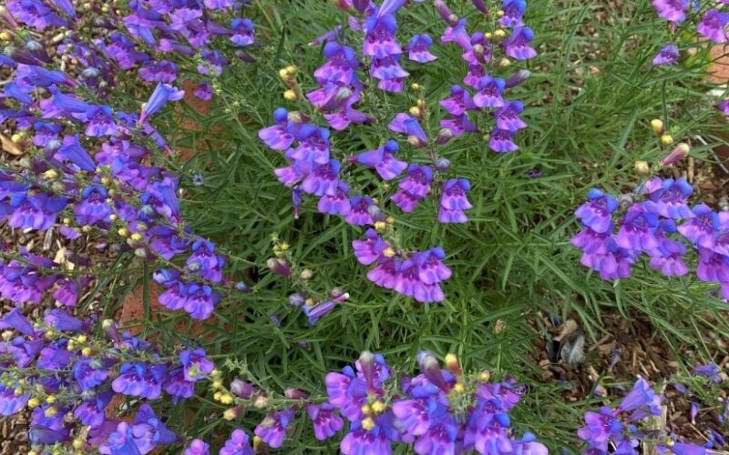 Bright purple wildflowers