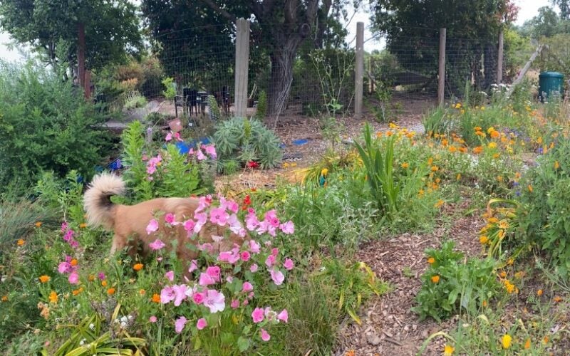 A dog walks amongst the wildflowers
