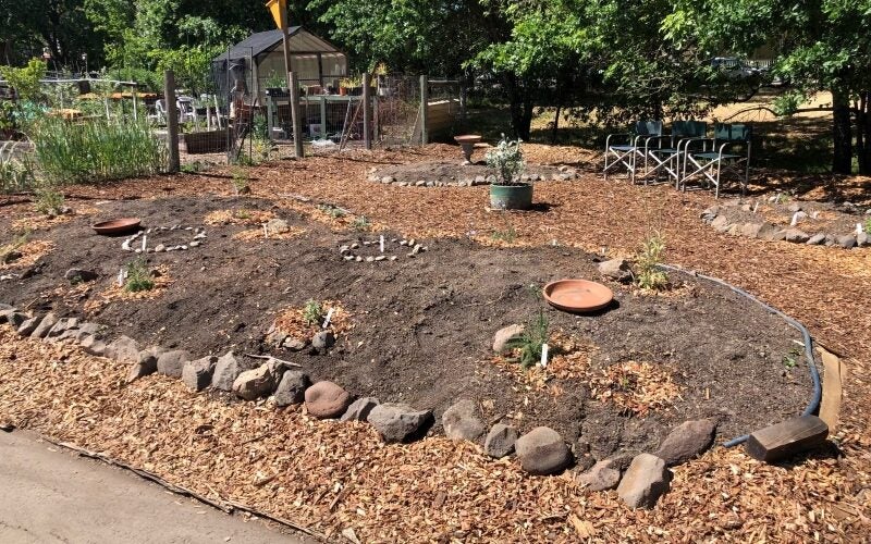 A bed planted with small native plants