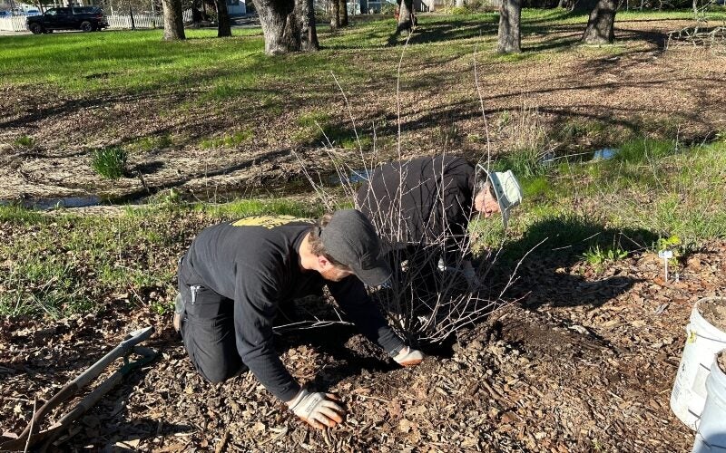 People planting a small tree