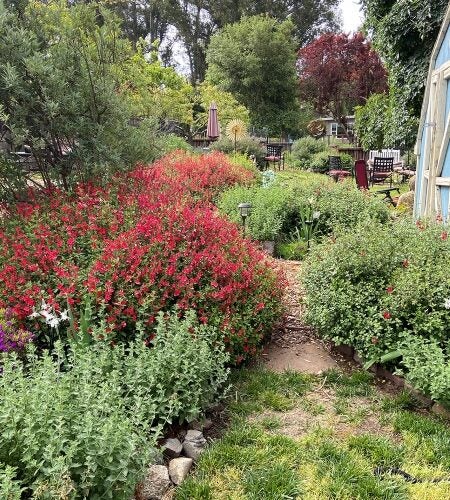 Large rounded shrubs, some of which are blooming red line a pathway
