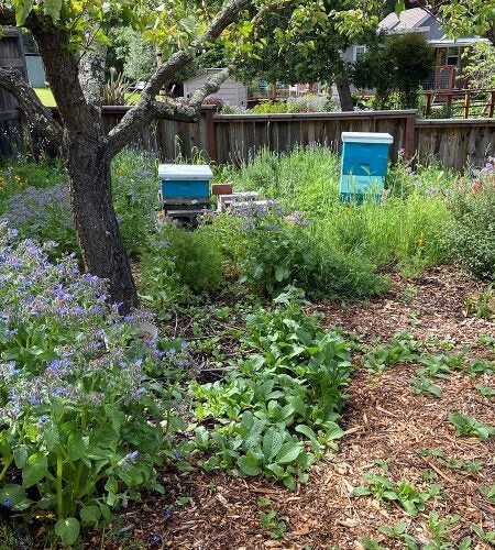 Purple blooming shrubs in the backyard