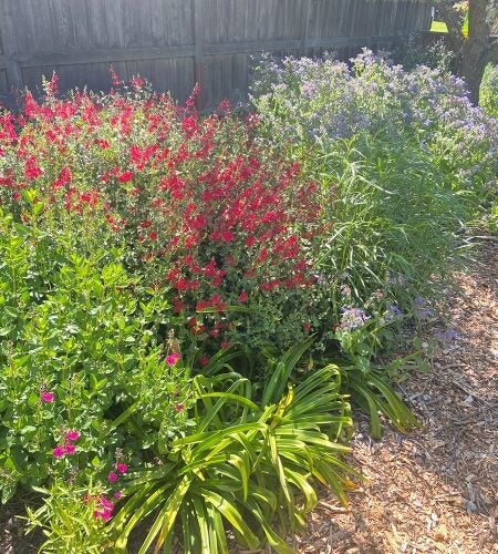 Shrubs blooming in red and purple