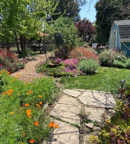 California poppies line a pathway made of pavers