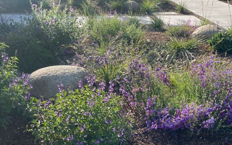 Purple flowers across the yard