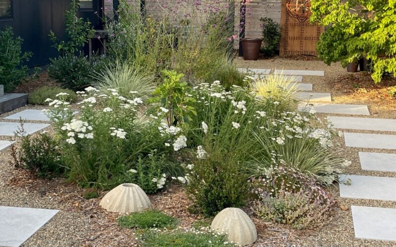 The white yarrow centerpiece of the backyard