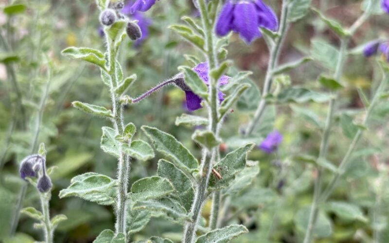 Close up of some purple flowers with gray green, tall stems