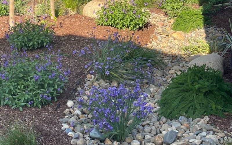 Indigo flowers scattered around the yard